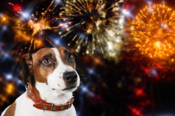 Не салюты, а сущее наказание: что делать, если ваша собака или кошка боится фейерверков | Источник: Billion Photos/Shutterstock/Fotodom.ru