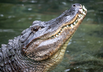 Два мертвых и живой: трех крокодилов нашли на проселочной дороге под Астраханью