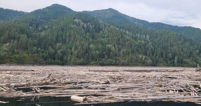 Десятки тысяч стволов наполняют прибрежные части заливов | Источник: Алексей Котельников