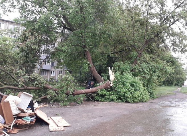 В спальном районе Рязани рухнуло дерево и оборвало провода | ya62.ru