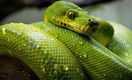 Ученые: Коронавирус мог попасть в организм человека вместе со змеиным мясом