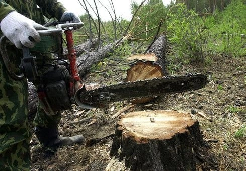 Рязанца задержали в Мордовии за незаконную вырубку леса | ya62.ru