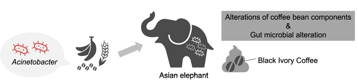 Самый дорогой кофе в мире из помета слона: чем хорош Black Ivory coffee с научной точки зрения