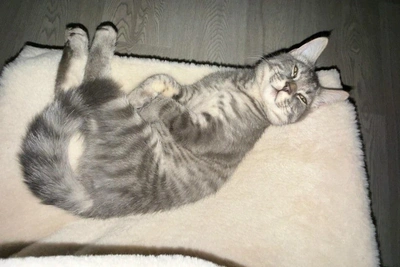 Семья ищет кота, отданного по ошибке в ветклинике