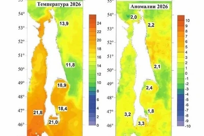 Аномальное тепло и поздняя горбуша: выводы учёных