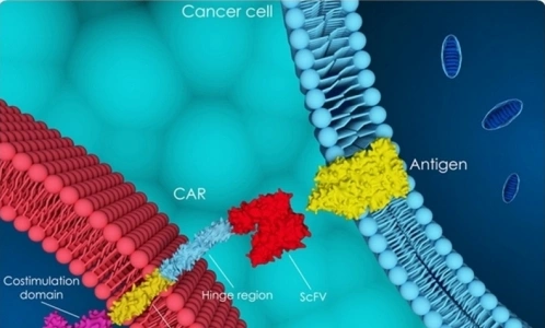 В Центре Алмазова создают препарат, аналог которого в мире стоит полмиллиона долларов