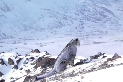 Ирбис уснул в снегу на Алтае — кадры