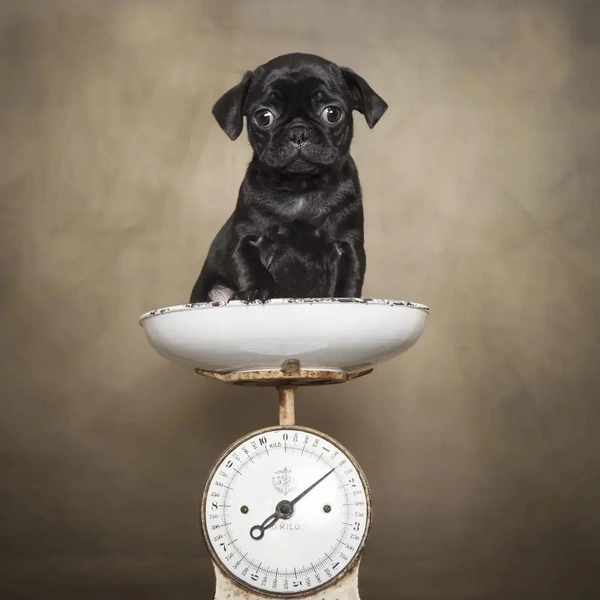 Источник: Dog Photography Awards