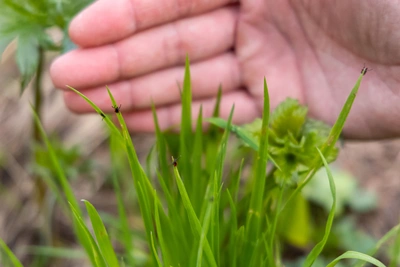 Клещи проснулись в Красноярске