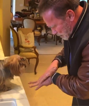 Шварценеггер учит собаку мыть руки, чтобы не заразиться коронавирусом (видео)