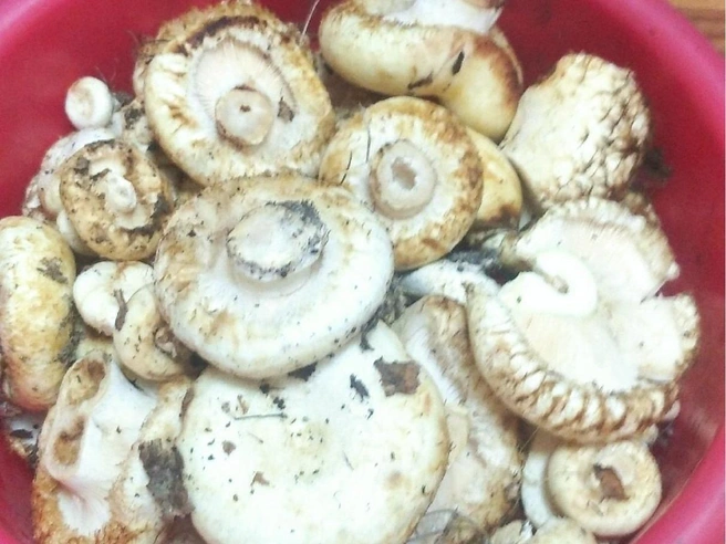 Грибочки из Мошково | Источник: Олеся Вирт / «Грибы и грибные места Новосибирск НСО»