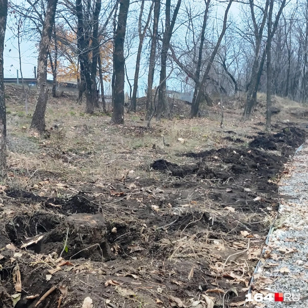 Источник: Сергей Гендин / 164.RU