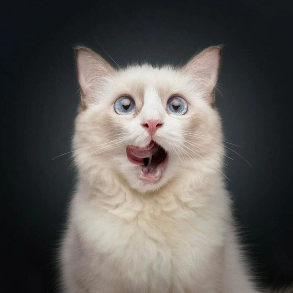 И еще одно фото из той же подборки | Источник: Bernard Sim / Comedy Pet Photography Awards