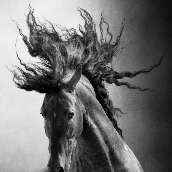 Источник: Aga Karmol / International Photography Awards 2025