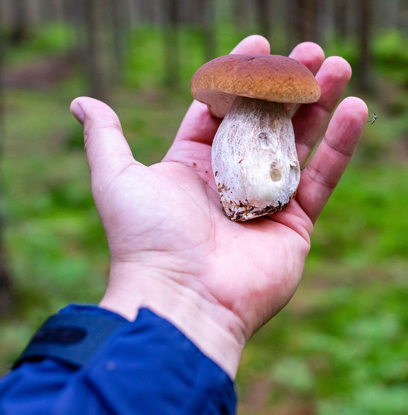 Почему на самом деле финны не собирают грибы