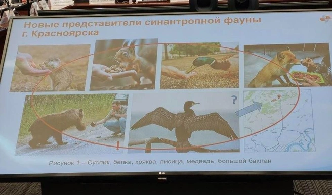 Медведь, по мнению Савченко, повторяет путь белок, крякв и лисиц, которые уже привыкли к городу | Источник: Мария Якубенко
