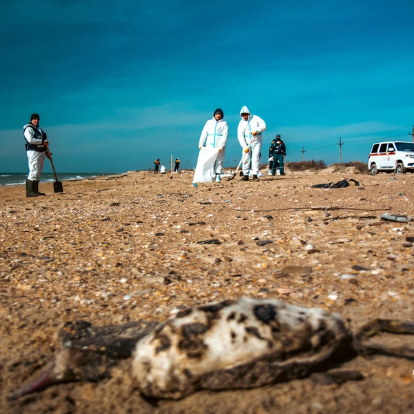 Источник: Владислав Крамской / пресс-служба ГУ МЧС России по Краснодарскому краю