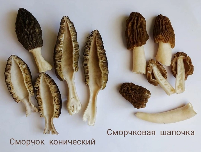 Источник: Евгений Боровичёв / Vk.com
