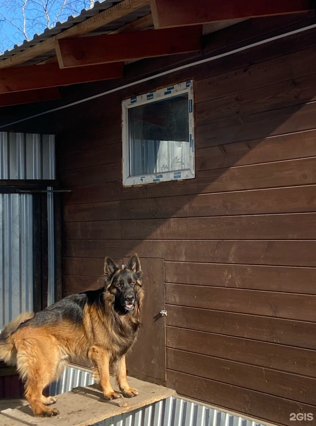 В отель берут только здоровых и привитых собак | Источник: Ксения Бобровская / 2ГИС