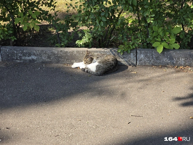 Кот спокойно грелся на солнышке | Источник: Семен Коротов-Майбах / 164.RU