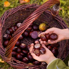 11 полезных игр с каштанами, шишками, орехами и камешками для маленьких детей