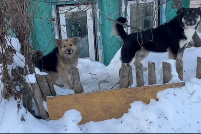 Найдены владельцы собак, от которых отбивались санками в Зеленодольске