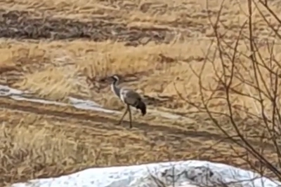 Краснокнижный журавль появился на юге Мурманской области