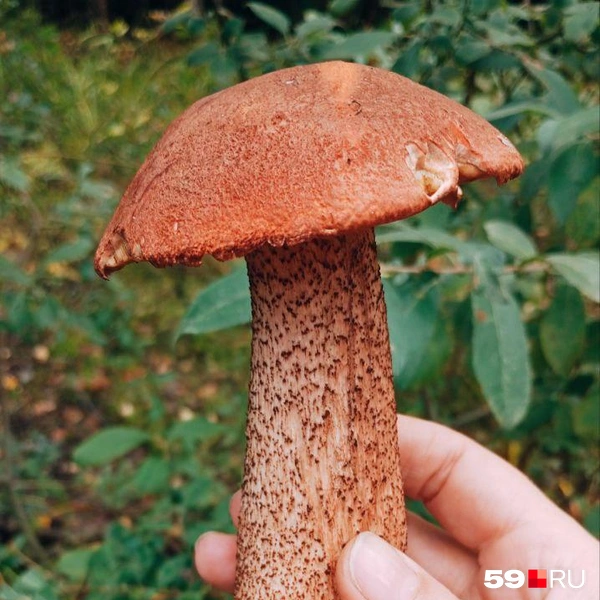 Красавчик | Источник: Ирина Бердникова, читатель 59.RU