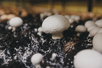 Пять грибов, которые стоит собирать весной