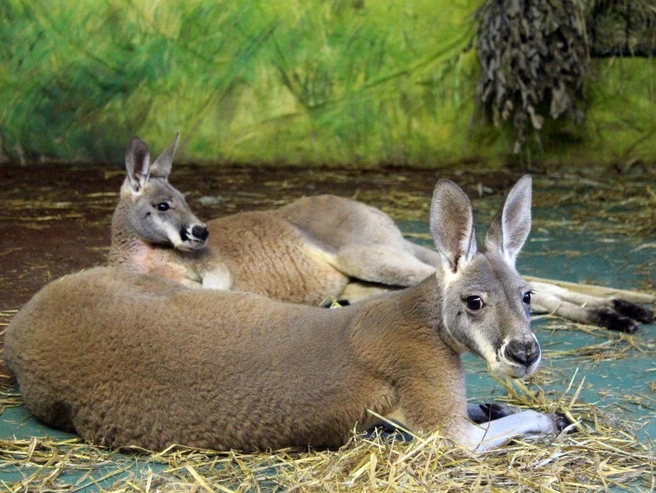 Кенгурята ещё не достигли своего максимального размера и будут расти. | Источник: зоопарк «Лимпопо»