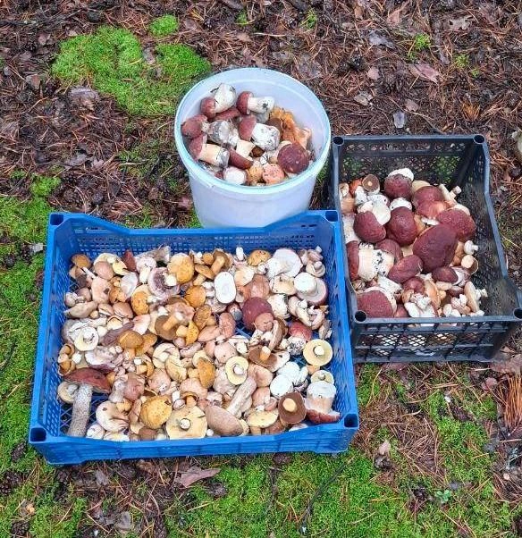 Многие грибники охотятся за белыми грибами. А вы их любите собирать?  | Источник: читатель 72.RU