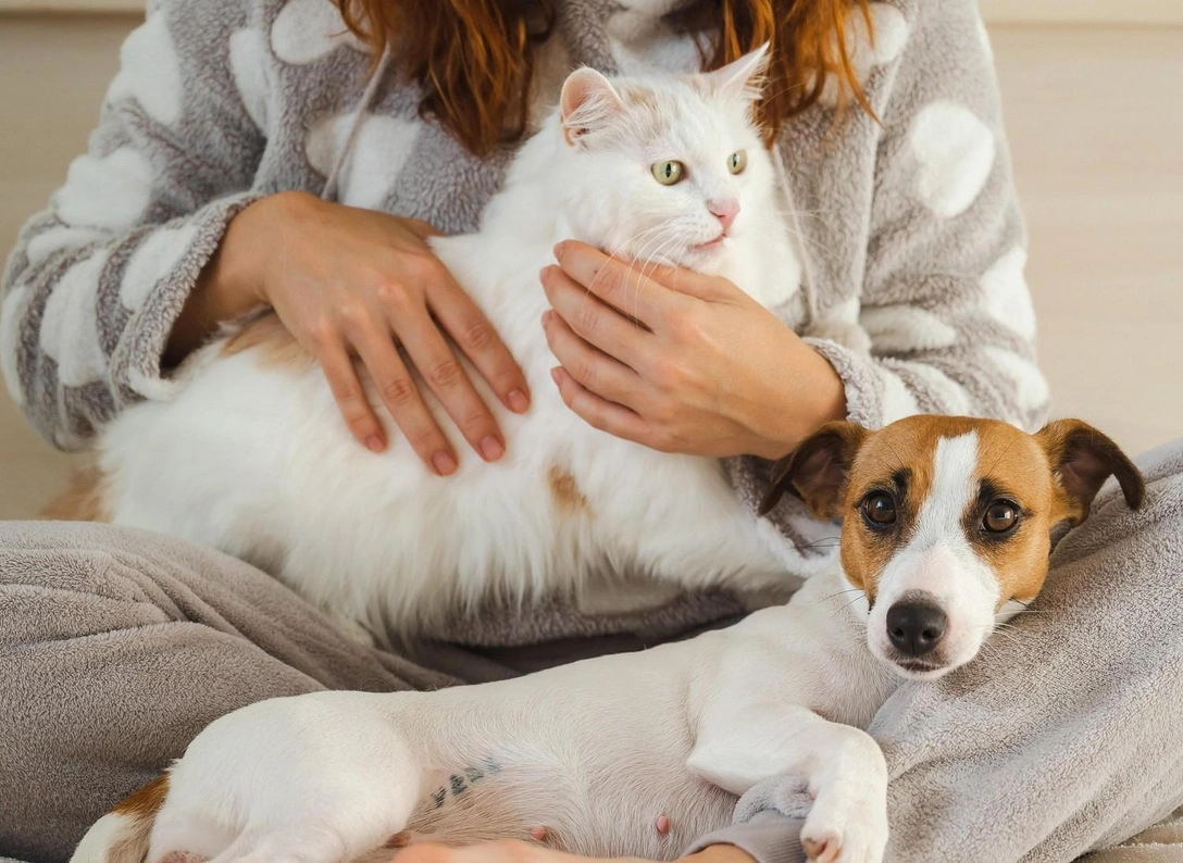 Шерсть и пятна: как убираться, если в доме есть животные | marieclaire.ru