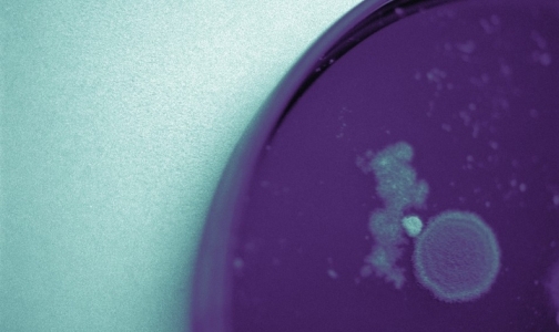 Выявлен источник нового коронавируса, унесшего жизни 49 человек