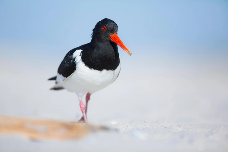 Пернатые короли пляжей: где и как живут птицы кулики-сороки | Источник: godi photo/Shutterstock/Fotodom.ru