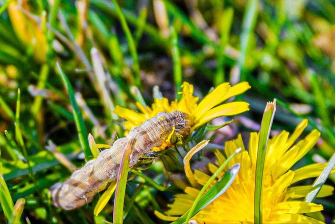 Красавица-гусеница лакомится одуванчиком | Источник: Алексей Сапицкий 