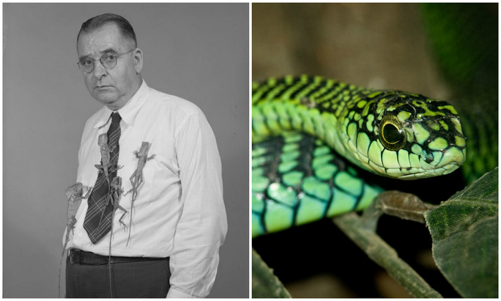 Ученый, который пожертвовал жизнью, чтобы описать симптомы укуса ядовитой змеи