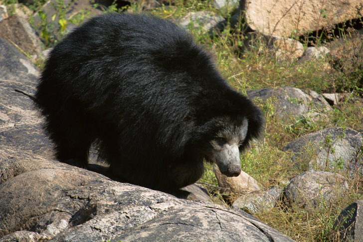 Соло на губе: как живет самый странный представитель семейства медвежьих