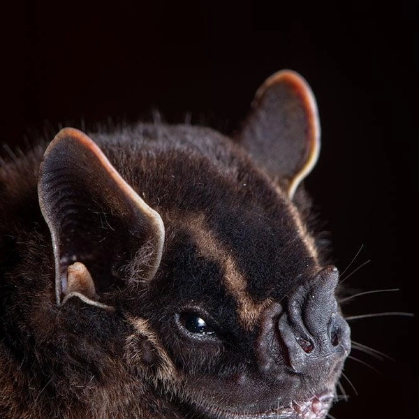 Листонос Харта (Enchisthenes hartii) | Источник: José Gabriel Martínez-Fonseca via PetaPixel