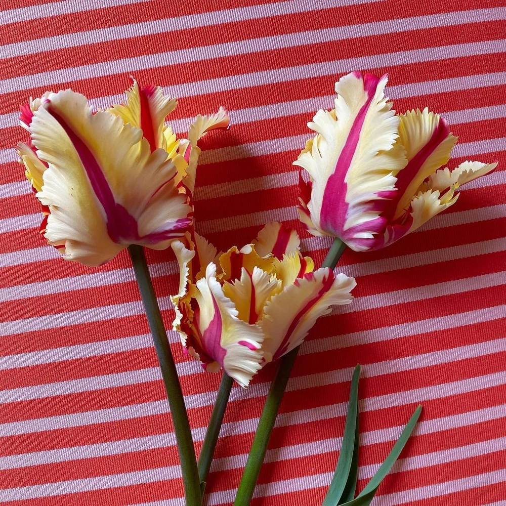 Как правильно ухаживать за тюльпанами и что делать нельзя: 5 ошибок | Источник: jduncancampbell