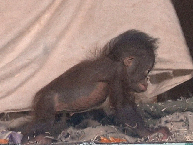 Имя для детеныша пока не выбрали | Источник: Сергей Ильтяков / vk.com