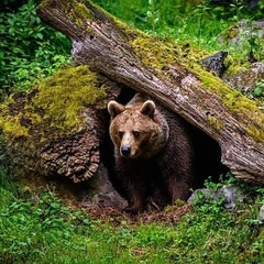 Как понять, что медведь рядом, и что надо делать, чтобы спастись