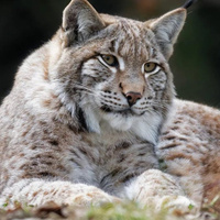 Аватарка Джинго