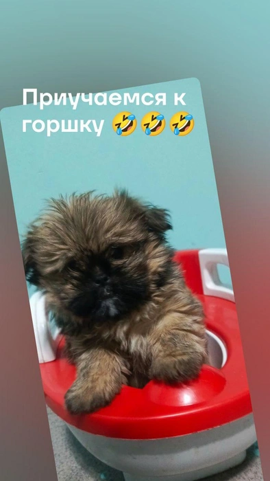 Щенки и котята&nbsp;— те же дети, которых нужно приучать соблюдать нормы гигиены | Источник: Павел Безопасность / T.me
