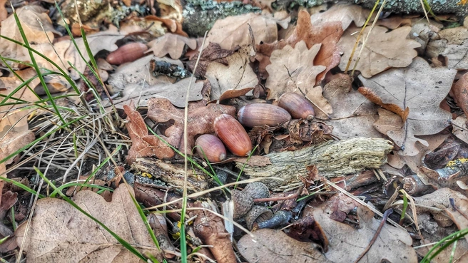 Источник: Ирина Голоколенова