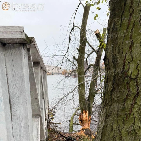 Источник: читатель «Фонтанки»