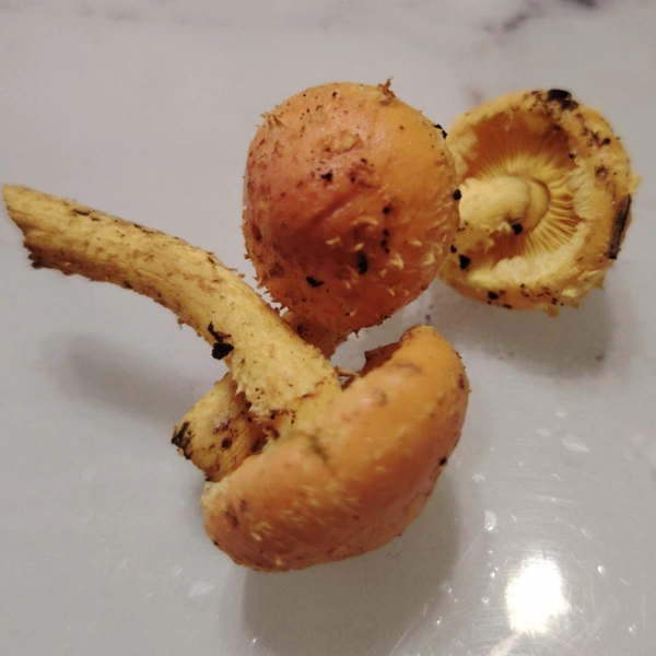 Ядовитая чешуйчатка  | Источник: Сергей Никонов / «Грибы в Подмосковье 2025» / vk.com