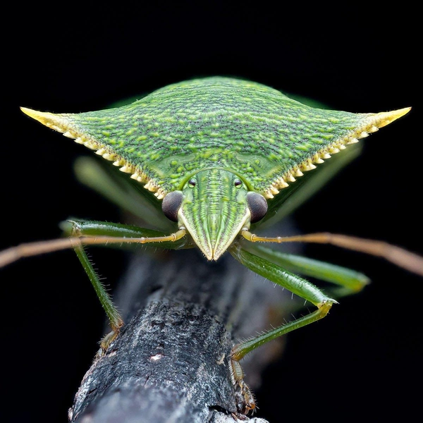 Финалист в номинации «Портрет» | Источник: Julian Lobo-Guerrero / Royal Entomological Society 2024 Photography Competition