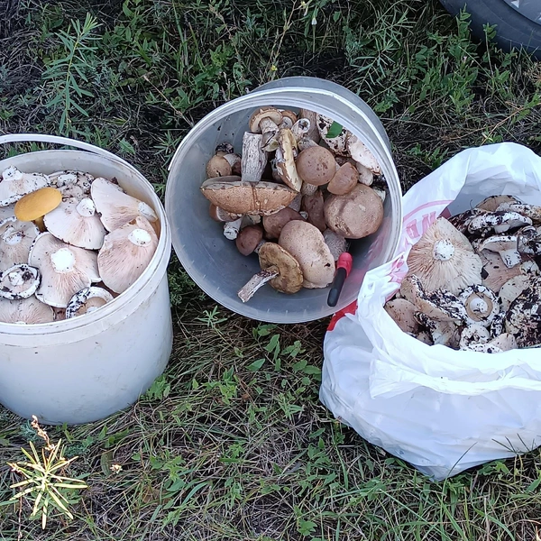 Источник: Елена Бороздина