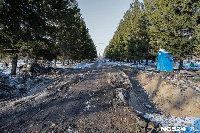 Попадают ли под вырубку эти ели, пока непонятно | Источник: Мария Ленц / NGS24.RU