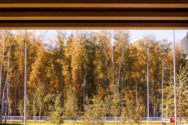 Источник: Ирина Шарова / 72.RU